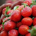 BucketList + Go Strawberry (Or Any Berry) ... = ✓