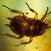 BucketList + Eat A Live Insect = ✓