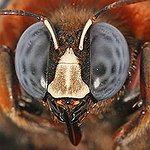 BucketList + Extract Honey From A Bee ... = ✓