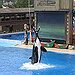BucketList + Go To Seaworld (Florida) = ✓