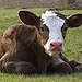 BucketList + Feed A Lamb/Calf = ✓