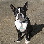 BucketList + Own A Boston Terrier And ... = ✓