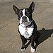 BucketList + Own A Boston Terrier And ... = ✓