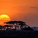 BucketList + Witness The Serengeti Migration = ✓