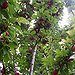 BucketList + Grow Vegetables And Fruit = ✓
