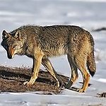 BucketList + Pet A Wolf = ✓