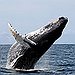 BucketList + See A Whale. = ✓