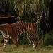 BucketList + Have A Tiger = ✓