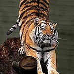 BucketList + Adopt A Tiger = ✓