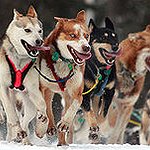BucketList + Ride A Dog Sleigh = ✓