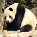 BucketList + Cuddle A Panda = ✓