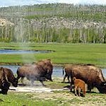 BucketList + Visit Yellowstone National Park = ✓