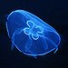 BucketList + See The Glowing Jellyfish In ... = ✓