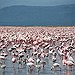 BucketList + Visit Flamingo Beach In Aruba = ✓