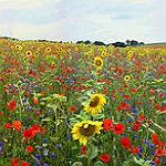 BucketList + Plant A Large Field Of ... = ✓