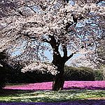 BucketList + See Cherry Blossom In Japan = ✓