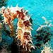 BucketList + Own A Seahorse = ✓