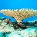 BucketList + See A Coral Reef = ✓