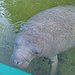 BucketList + Sup With The Manatees In ... = ✓