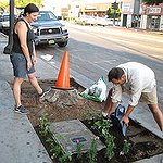 BucketList + Guerilla Gardening = ✓