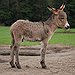 BucketList + See My Cousin Donkey = ✓