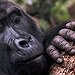 BucketList + See The Mountain Gorillas In ... = ✓