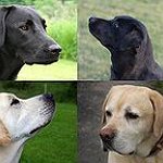 BucketList + Adopt A Dog = ✓