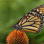 BucketList + See Monarch Butterfly Migration = ✓