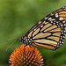 BucketList + See Monarch Butterfly Migration = ✓