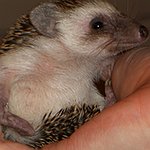 BucketList + Get A Hedgehog = ✓