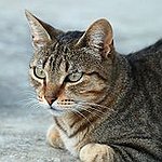 BucketList + Adopt A Cat = ✓