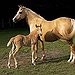 BucketList + Own A Palomino Horse = ✓