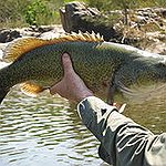 BucketList + Catch A Murray Cod = ✓