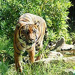 BucketList + Touch A Wild Cat = ✓