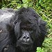 BucketList + See Mountain Gorillas In Their ... = ✓