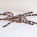 BucketList + Hold A Tarantula Size Spider = ✓