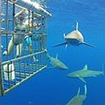 BucketList + Cage Dive With A Great ... = ✓