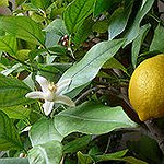 BucketList + Grow My Own Lemons And ... = ✓