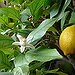 BucketList + Grow My Own Lemons And ... = ✓