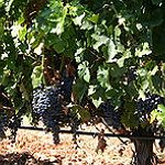 BucketList + Visit Winery In France 🇫🇷 = ✓