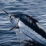 BucketList + Catch A Marlin = ✓