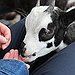 BucketList + Go To A Petting Zoo = ✓