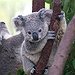 BucketList + Hug A Koala = ✓