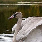 BucketList + Eat A Swan = ✓