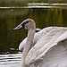 BucketList + Eat A Swan = ✓