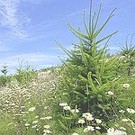 BucketList + Plant A Tree = ✓