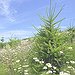 BucketList + Plant A Tree = ✓