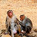 BucketList + Thailand: Visit Monkey Temple = ✓