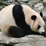 BucketList + Help A Wildlife Conservation Charity = ✓