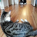 BucketList + Get Two Pets = ✓